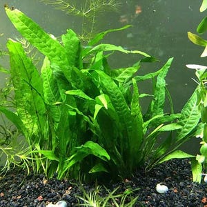 Java Fern Mat – Easy Beginner Freshwater Aquarium Plant - BUY 2 GET 1 FREE