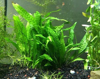 Java Fern Mat – Easy Beginner Freshwater Aquarium Plant - BUY 2 GET 1 FREE