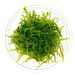 BUY 2 GET 1 FREE Java Moss Taxiphyllum Barbieri Portion (Baseball Size) | Live Aquarium Plants | Free Shipping