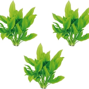 Amazon Sword Echinodorus Bleheri | Live Aquarium Plants | BUY 2 GET 1 FREE | Easy Freshwater Aquatic Plant | Free Shipping