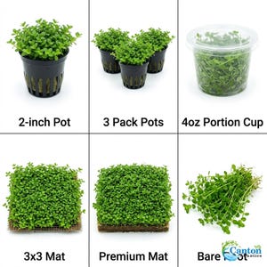 Monte Carlo Micranthemum Live Aquarium Plants | BUY 2 GET 1 FREE | Carpet Aquascape image 8