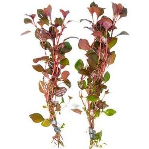 Ludwigia Repens Super Red Mini Live Aquarium Plant, Rooted Stem Freshwater Mid to Background Plant