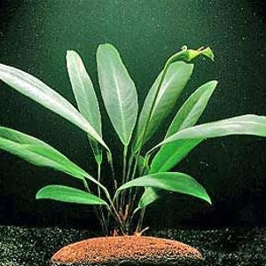 Anubias Afzelii Large Live Aquarium Plants Promote High Water Quality & Easy to care BUY 2 GET 1 FREE Free Shipping image 3