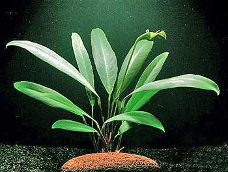 Anubias Afzelii Large Live Aquarium Plants Promote High Water Quality & Easy to care BUY 2 GET 1 FREE Free Shipping image 3