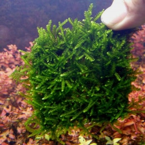 Weeping Moss Vesicularia Ferriei Live Aquarium Plants Live Territarium Moss Rug Fresh Water Aquatic Plants BUY 2 GET 1 FREEFree Shipping image 3