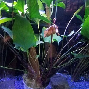 Anubias Hastifolia Bare Root Live Aquarium Plants Easy to Maintain and Long Lasting Aquatic Plants Free Shipping BUY 2 GET 1 FREE image 8