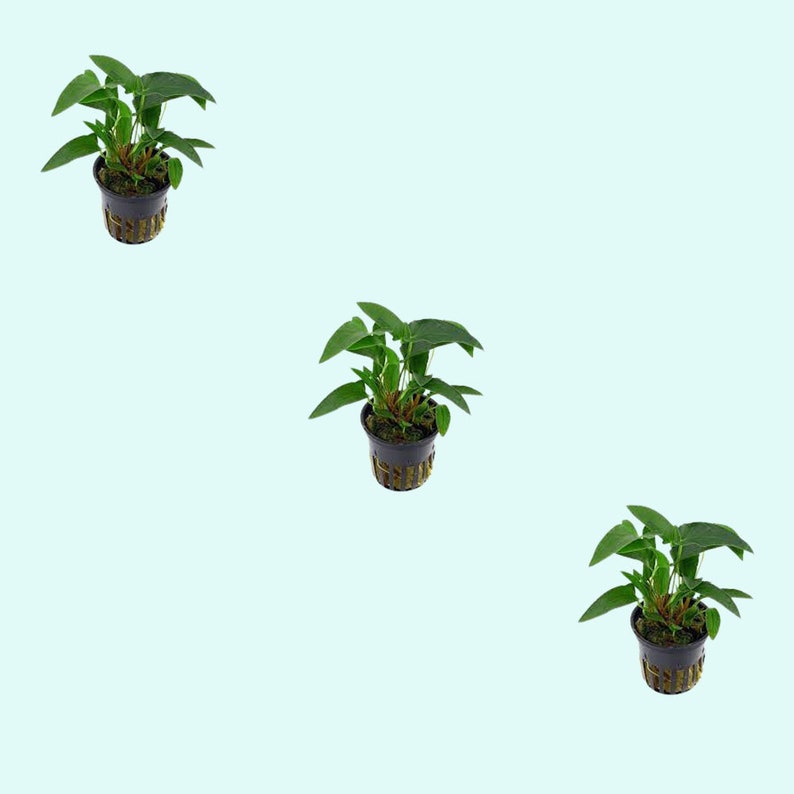 Anubias Barteri Gracilis Potted Live Aquarium Plants Fresh Water Aquatic Plants Pack Of 3 BUY 2 GET 1 FREE Free Shipping image 1