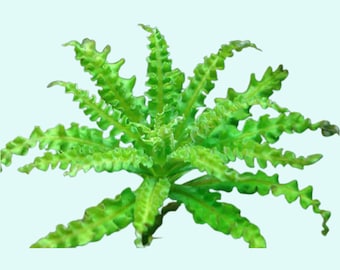 Pogostemon Helferi Bunch | Live Aquarium Plants | Fresh Water Aquatic Plants For Aquarium Decorations | Free Shipping | BUY 2 GET 1 FREE