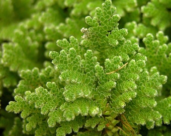Azolla Filiculoides "Fairy Moss" | Live Aquarium Plants | BUY 2 GET 1 FREE | Free Shipping