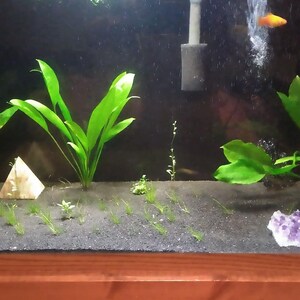 Amazon Sword Echinodorus Bleheri Medium Live Aquarium Plants Plants for Natural Aquarium Landscapes Buy2 Get1 Free Free Shipping image 9