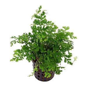 Mini Bolbitis Difformis: Beginner Live Aquarium Plant - BUY 2 GET 1 FREE