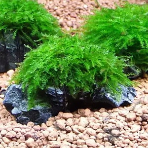 Weeping Moss Vesicularia Ferriei Live Aquarium Plants Live Territarium Moss Rug Fresh Water Aquatic Plants BUY 2 GET 1 FREEFree Shipping image 6