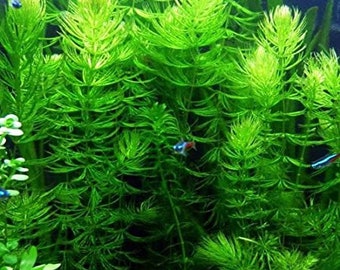 Lush Hornwort Aquatic Plant | BEGINNER | Live Aquarium Plants | Fresh Water Aquarium Plants | Aquarium Decor| Buy2 Get1 Free | Free Shipping