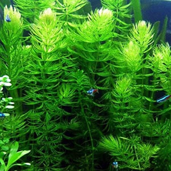 Lush Hornwort Aquatic Plant | BEGINNER | Live Aquarium Plants | Fresh Water Aquarium Plants | Aquarium Decor| Buy2 Get1 Free | Free Shipping