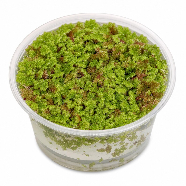 Azolla Filiculoides 