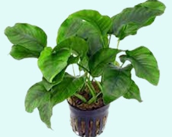 Anubias Barteri (Nana) Bare Root (In 2 Inch Pot) | Live Aquarium Plants | Fresh Water Aquatic Plants | Free Shipping | BUY 2 GET 1 FREE