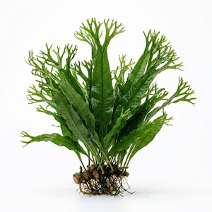 Java Fern Microsorum Pteropus: Live Aquarium Plant, Bare Root BUY 2 GET 1 FREE,
