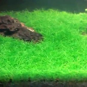 Dwarf Hairgrass Eleocharis Parvula Live Aquarium Foreground Plants Carpet Plant FreshWater Fish Tank BUY 2 GET 1 FREE Free Shipping image 5