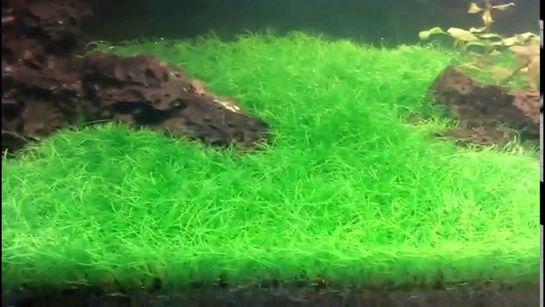 Dwarf Hairgrass Eleocharis Parvula Live Aquarium Foreground Plants Carpet Plant FreshWater Fish Tank BUY 2 GET 1 FREE Free Shipping image 5