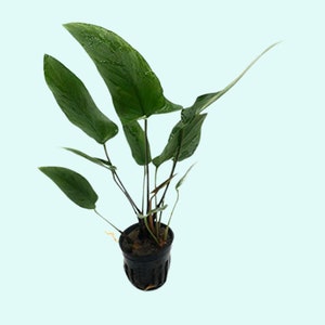 Anubias Hastifolia Bare Root Live Aquarium Plants Easy to Maintain and Long Lasting Aquatic Plants Free Shipping BUY 2 GET 1 FREE image 10