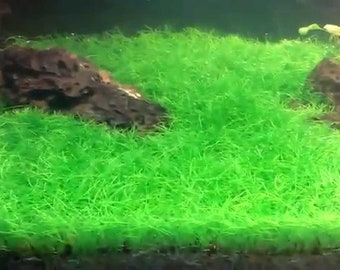 Dwarf Hairgrass Eleocharis Parvula Pack Of 3 | Live Aquarium Plants | Fresh Water Aquatic Plants | Free Shipping |BUY 2 GET 1 FREE