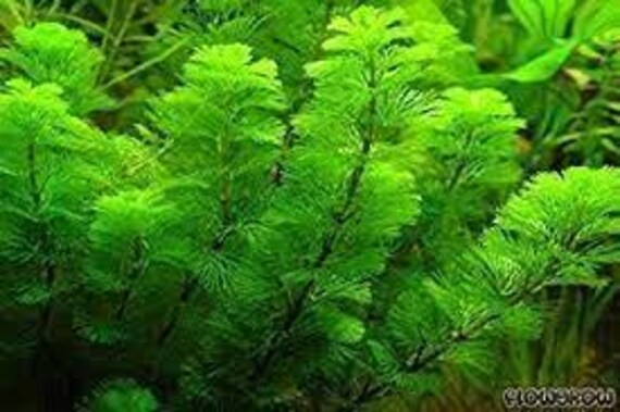 Cabomba Caroliniana BEGINNER Live Aquarium Plants Fresh
