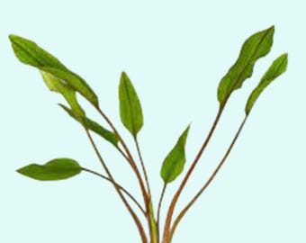 Cryptocoryne Lutea: Live Aquarium Plant, Beginner Friendly - BUY 2 GET 1 FREE