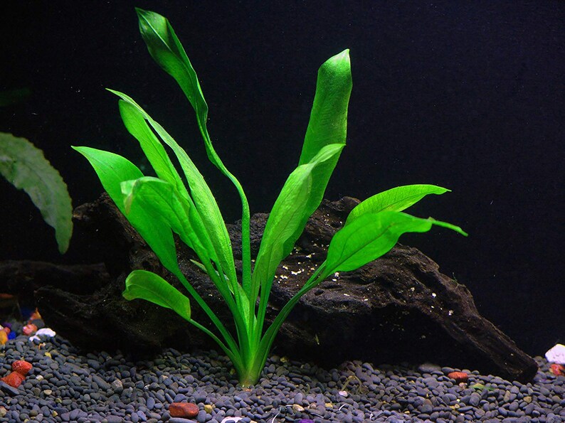 Amazon Sword Echinodorus Bleheri Medium Live Aquarium Plants Plants for Natural Aquarium Landscapes Buy2 Get1 Free Free Shipping image 5