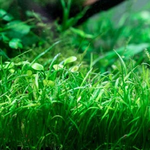 Micro Sword Narrowleaf (Lilaeopsis Zelandiae) - Live Aquarium Plant for Beginners, Fish-Friendly - BUY 2 GET 1 FREE