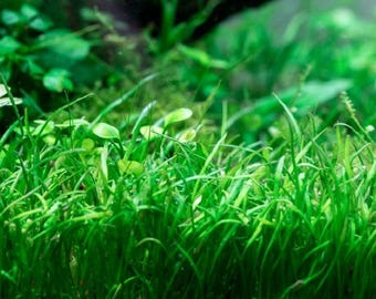 Micro Sword Narrowleaf (Lilaeopsis Zelandiae) - Live Aquarium Plant for Beginners, Fish-Friendly - BUY 2 GET 1 FREE