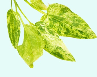 Marble Queen Sword (Echinodorus Cordifolius) - Live Aquarium Plant, Fish Friendly, Free Shipping | BUY 2 GET 1 FREE