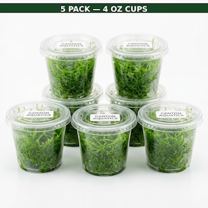 Java Moss 5-Pack, Live Aquarium Plant for Decoration BUY 2 GET 1 FREE