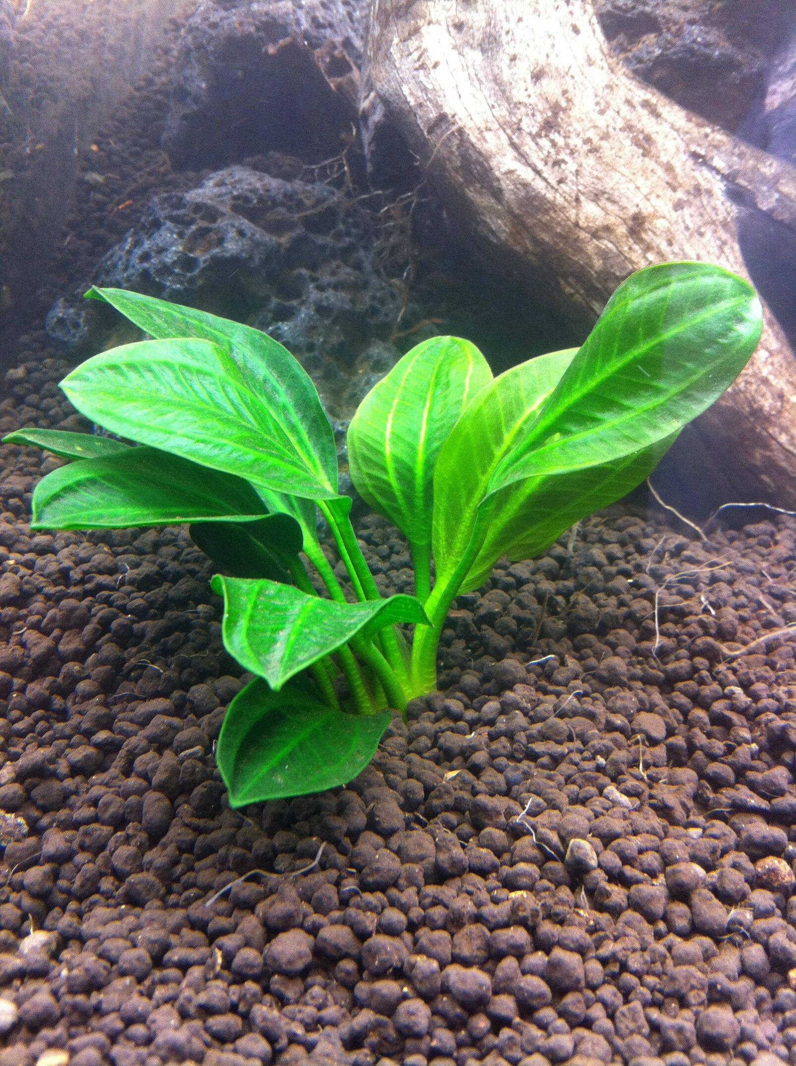 LIVE AQUARIUM PLANTS Amazon Rosette Echinodorus Parviflorus Etsy