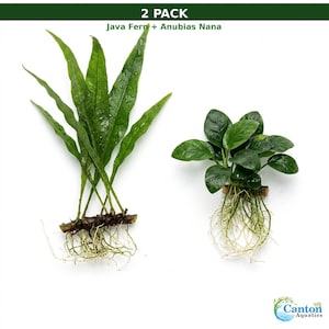 May include: A 2 pack of aquarium plants labeled Java Fern and Anubias Nana. The Java Fern features long, pointed green leaves and a thick rhizome with white roots. The Anubias Nana has rounded, dark green leaves and a dense cluster of white roots.