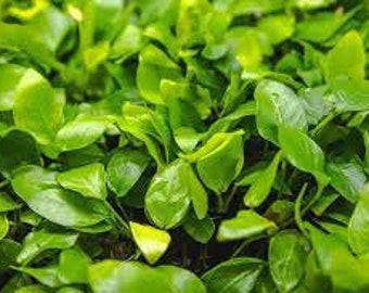 Anubias Barteri Nana (Golden) | Easy AQUARIUM PLANTS  | Live Aquatic Plants | Aquarium Decoration | Buy2 Get1 Free | Free Shipping |