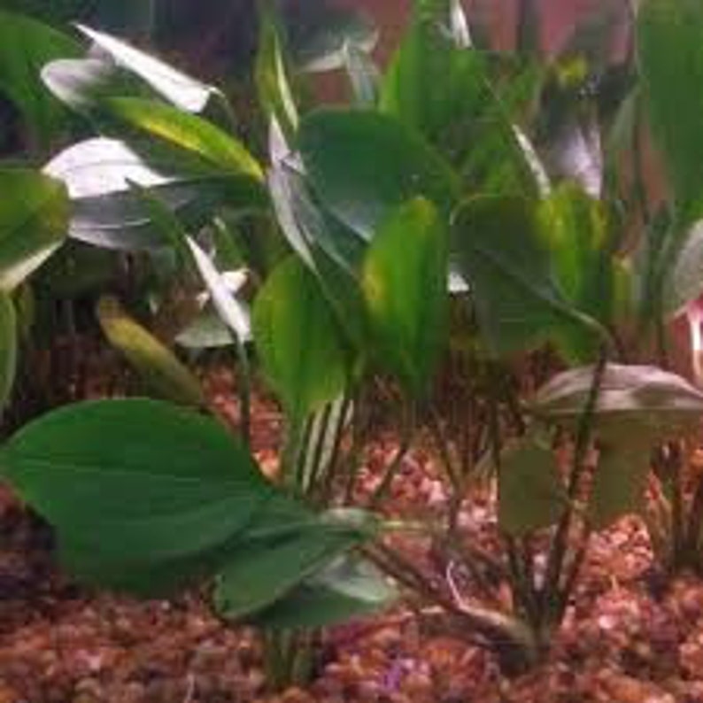Amazon Sword Echinodorus Red Melon Freshwater Aquarium Decor Easy to Maintain Aquatic Plants Buy2 Get1 Free Free Shipping image 9