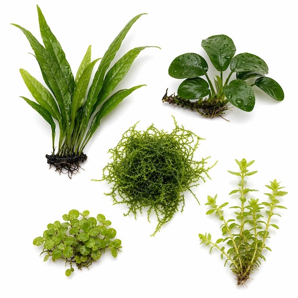 Betta Fish Plant Bundle | Low Light Aquarium Kit | 5 Live Plants | Live Java Fern, Anubias, Java Moss, Floating Plant, Stem Plant