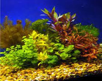flies plant soil Bio Traps for Potting Soil Flies – Natural Pest Control (15 Pieces) main image 0