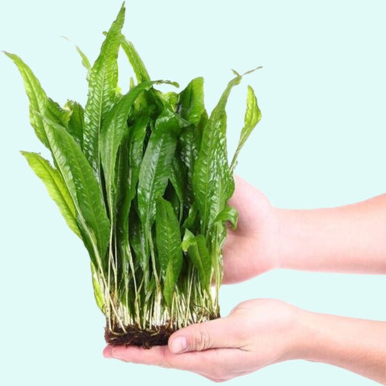 BUY 2 GET 1 FREE Java Fern Microsorum Pteropus 1 Plant Potted Live Aquarium Plants Free Shipping image 4