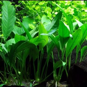 Anubias Afzelii Large Live Aquarium Plants Promote High Water Quality & Easy to care BUY 2 GET 1 FREE Free Shipping image 2