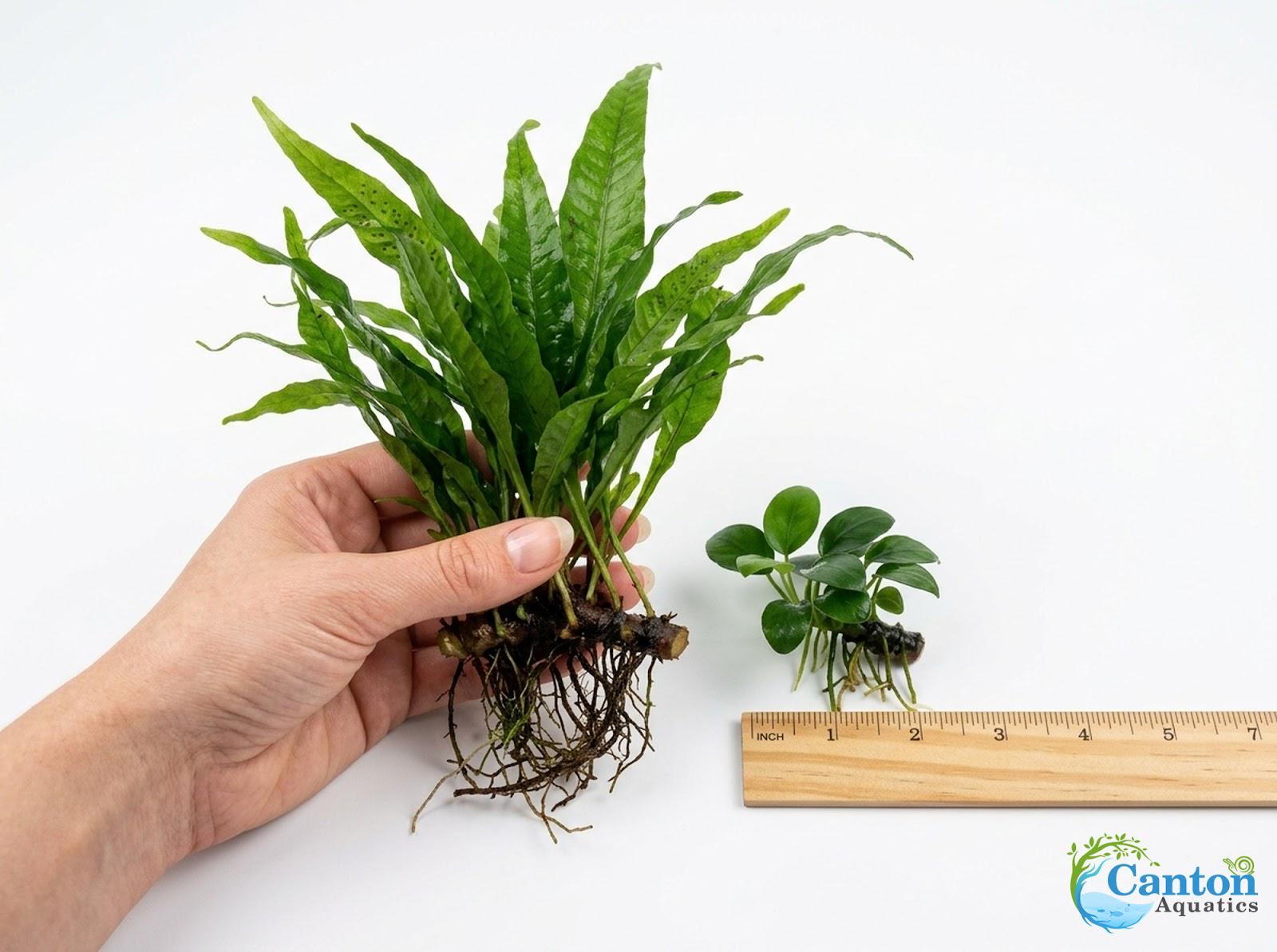 Java Fern & Anubias Nana (microsorum Pteropus, Anubias Barteri) | Live ...