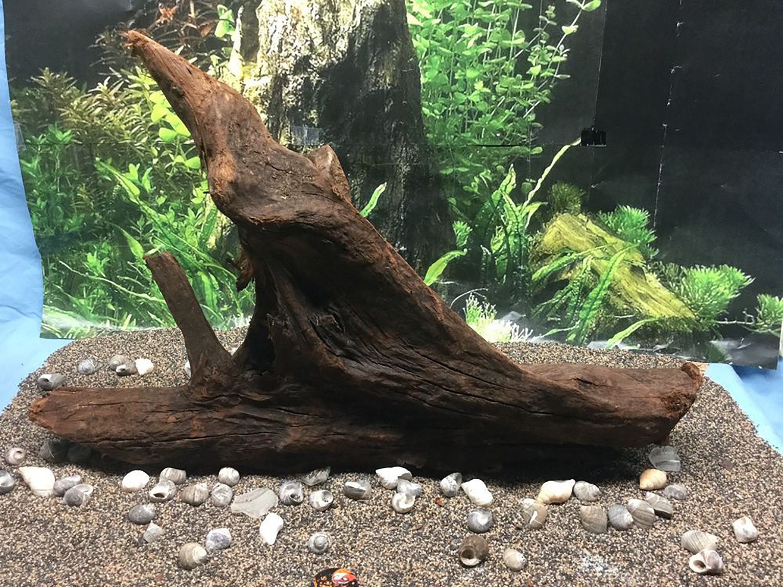 Malaysian Drift Wood Aquarium Decoration Small Live Aquarium Etsy