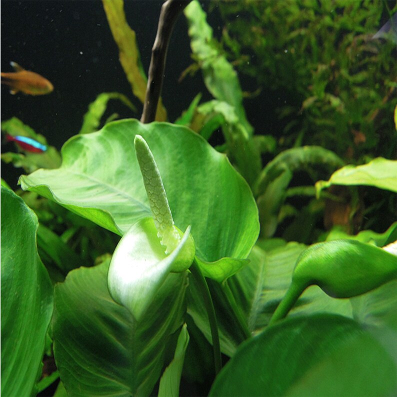 Anubias Barteri Nana Petite on Small Lava Rock Easy Live Etsy