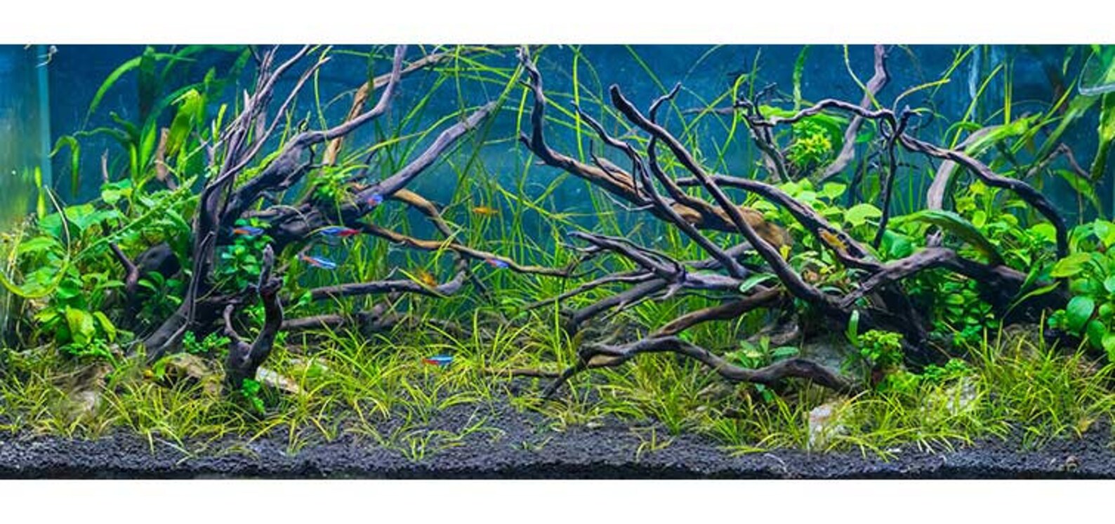 Natural Driftwood Spiderwood Aquarium Spider Wood Etsy