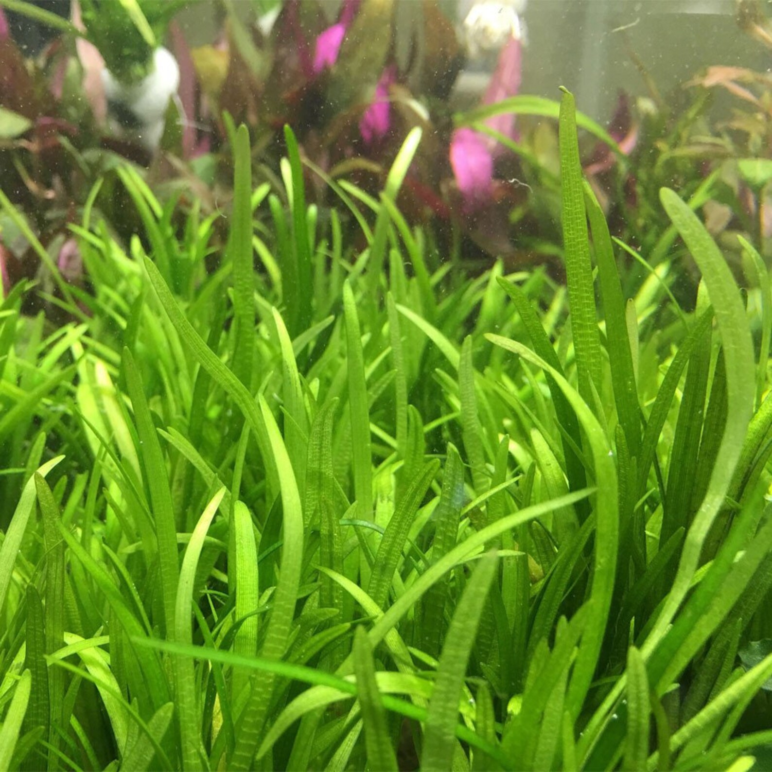 BEGINNER Live Aquarium Plant Dwarf Sagittaria Pusilus Etsy
