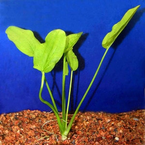 Radican Sword Echinodorus Cordifolius Fresh Water Aquatic Plants Easy AQUARIUM PLANTS Buy2 Get1 Free image 10
