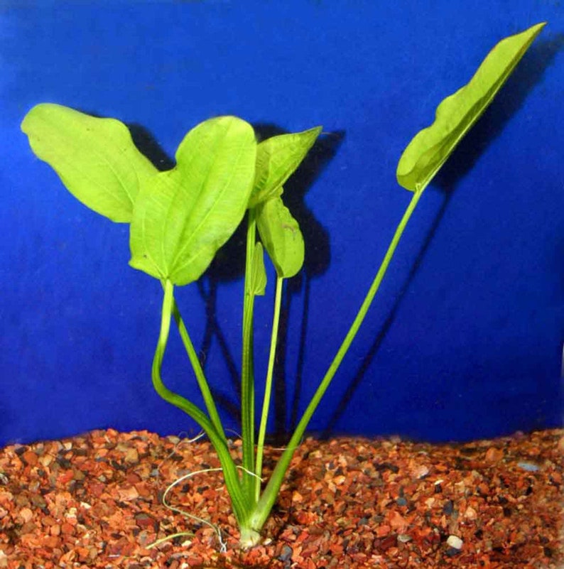 Radican Sword Echinodorus Cordifolius Fresh Water Aquatic Plants Easy AQUARIUM PLANTS Buy2 Get1 Free image 10