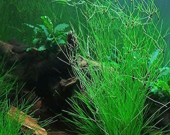 Eleocharis Vivipara Hairgrass: Beginner-Friendly Live Aquarium Plant BUY 2 GET 1 FREE