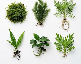 Live Aquarium Plant Bundle, Freshwater Aquatic Plants for Cold Water Tanks, Buy 2 Get 1 Free