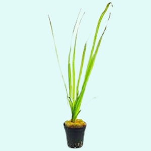 18 Jungle Vals Italian Val Vallisneria Live Aquarium Plants BUY 2 GET 1 FREE image 9